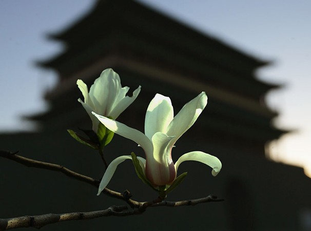 �����L���D